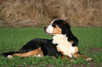 greater Swiss mountain dog