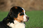 greater Swiss mountain dog