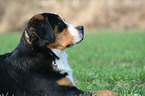 greater Swiss mountain dog