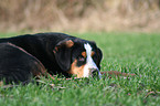 greater Swiss mountain dog