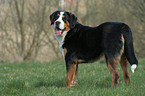 greater Swiss mountain dog