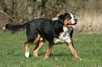 greater Swiss mountain dog