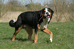 greater Swiss mountain dog