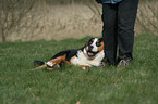 greater Swiss mountain dog