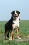 greater Swiss mountain dog