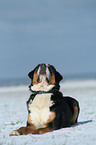 Greater Swiss Mountain Dog