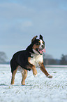 Greater Swiss Mountain Dog