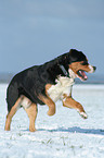 Greater Swiss Mountain Dog