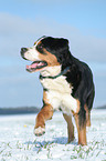 Greater Swiss Mountain Dog