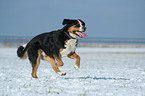 Greater Swiss Mountain Dog