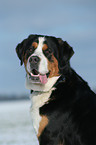 Greater Swiss Mountain Dog