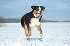 Greater Swiss Mountain Dog