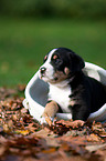 Great Swiss Mountain Dog puppy