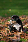 Great Swiss Mountain Dog puppy