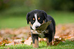 Great Swiss Mountain Dog puppy