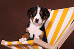 Great Swiss Mountain Dog Puppy