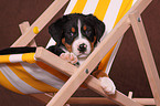 Great Swiss Mountain Dog Puppy