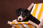 Great Swiss Mountain Dog Puppy