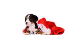 Great Swiss Mountain Dog Puppy