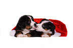 Great Swiss Mountain Dog Puppies