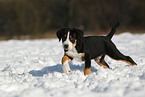 Great Swiss Mountain Dog Puppy