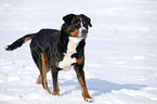 greater Swiss mountain dog