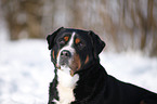 greater Swiss mountain dog