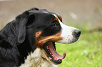 Great Swiss Mountain Dog Portrait