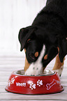 eating Great Swiss Mountain Dog