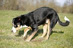 digging Greater Swiss Mountain Dog