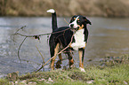 playing Greater Swiss Mountain Dog