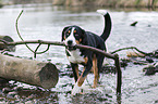 playing Greater Swiss Mountain Dog