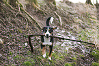 playing Greater Swiss Mountain Dog