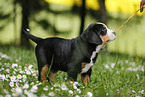Greater Swiss Mountain Dog Puppy in flower meadow