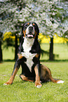sitting Greater Swiss Mountain Dog