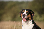 Greater Swiss Mountain Dog Portrait