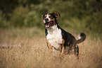 running Greater Swiss Mountain Dog