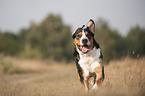 running Greater Swiss Mountain Dog