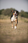 running Greater Swiss Mountain Dog