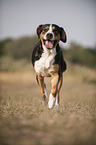 running Greater Swiss Mountain Dog