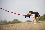 playing Greater Swiss Mountain Dog