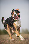 running Greater Swiss Mountain Dog