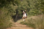 running Greater Swiss Mountain Dog