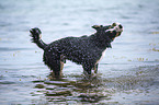 shaking Great Swiss Mountain Dog