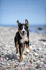 running Greater Swiss Mountain Dog