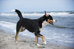 running Greater Swiss Mountain Dog