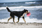 playing Greater Swiss Mountain Dog