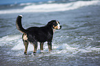 bathing Greater Swiss Mountain Dog