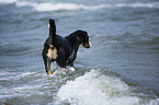 bathing Greater Swiss Mountain Dog