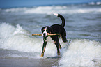 playing Greater Swiss Mountain Dog